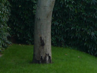 Walnuss Rindenabplatzungen 20150909.jpg