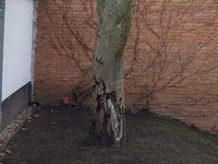 Walnuss Rindenabplatzungen 20191205.jpg