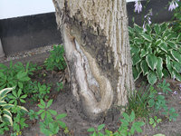 Walnuss Rindenabplatzungen 20230703.jpg