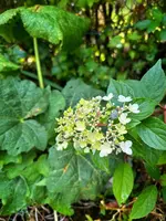 IMG_9315.webp