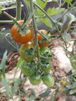 IMG_20230726_160816.jpg