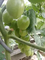IMG_20230726_160842.jpg