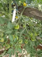 IMG_20230726_160902.webp