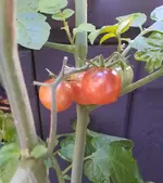 20230726_194219.webp