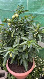 IMG_6975.jpeg