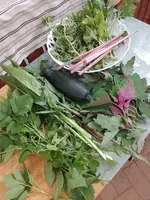 IMG_20230726_181606.webp