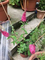 Buddleja pink_01.jpg