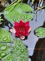 20230727_183545.webp