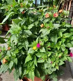 20230727_093331.webp