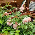 20230727_095452.webp
