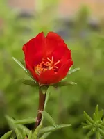 Portulakröschen.webp