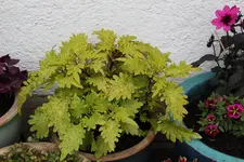 Buntnessel   0123.webp