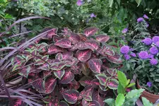 Buntnessel   0423.webp