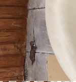 IMG_5066.jpeg