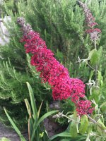 Buddleja pink_Prince Charming_04.jpg