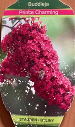 Buddleja pink_Prince Charming.jpg