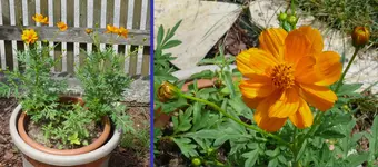 2023Cosmea.webp