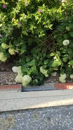 1690612896652.jpeg 1690612896652.jpeg