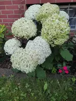1690652249812.jpg