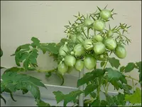 c091.webp