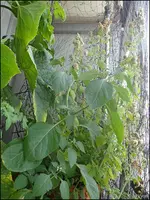c094.webp