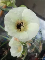 c099.webp