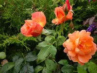DSC03117.webp