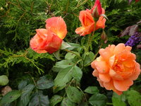 DSC03117.JPG