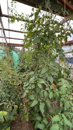 IMG_7031.jpeg