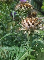 IMG_20230730_144326.jpg