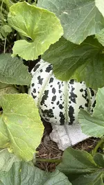 IMG_7036.jpeg