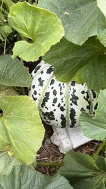 IMG_7036.jpeg