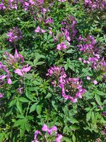 IMG_20230730_150314.jpg