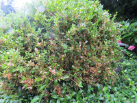 buchsbaum 01.webp