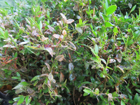 buchsbaum 04.webp
