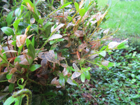 buchsbaum 05.webp