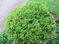 buchsbaum 06.webp