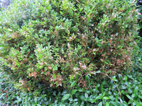 buchsbaum 07.webp