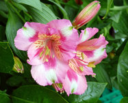 P1050026 inkalile scal.jpg