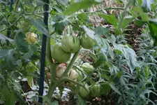Juli    2523.webp