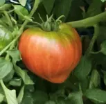 20230801_081724.webp