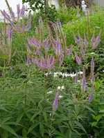 IMG_20230731_084135_1.webp