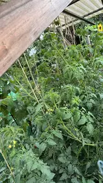 IMG_7074.jpeg