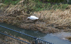 Silberreier 1221.webp