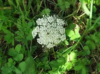 IMG_5110 v (2).webp