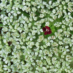 IMG_5109 v (3).webp