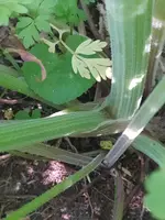 IMG_20220511_094818.jpg