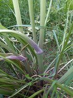 IMG_20220616_183927.jpg