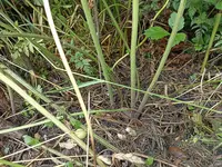 IMG_20220623_071356.jpg