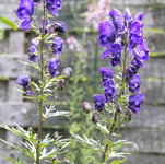 Blauer Eisenhut.jpg